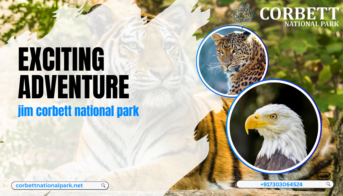 Golden skies over dense forest and meadow landscape at Jim Corbett National Park, June 2025